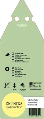 Dicentra Spectabilis Alba (Gebroken hartje) - afbeelding 2