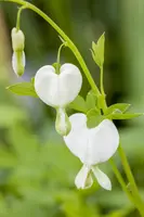 Dicentra spectabilis 'Alba' (Gebroken hartje 'Alba') - afbeelding 4