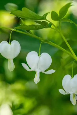 Dicentra spectabilis 'Alba' (Gebroken hartje 'Alba') - afbeelding 12