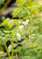 Dicentra spectabilis 'Alba' (Gebroken hartje 'Alba') - afbeelding 7