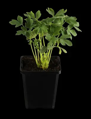 Dicentra spectabilis 'Alba' (Gebroken hartje 'Alba') - afbeelding 1