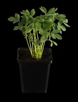 Dicentra spectabilis 'Alba' (Gebroken hartje 'Alba') - afbeelding 1