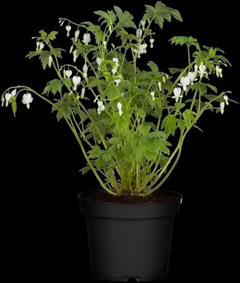 Dicentra spectabilis 'Alba' (Gebroken hartje 'Alba') - afbeelding 3