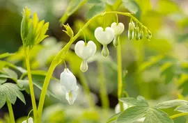 Dicentra spectabilis 'Alba' (Gebroken hartje 'Alba') - afbeelding 6