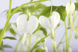 Dicentra spectabilis 'Alba' (Gebroken hartje 'Alba') - afbeelding 2