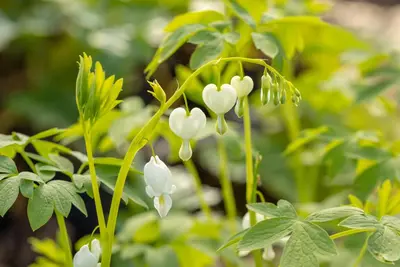 Dicentra spectabilis 'Alba' (Gebroken hartje 'Alba') - afbeelding 5