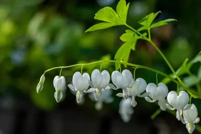 Dicentra spectabilis 'Alba' (Gebroken hartje 'Alba') - afbeelding 9