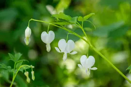 Dicentra spectabilis 'Alba' (Gebroken hartje 'Alba') - afbeelding 11
