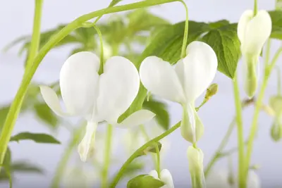 Dicentra spectabilis 'Alba' (Gebroken hartje 'Alba') - afbeelding 2