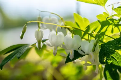 Dicentra spectabilis 'Alba' (Gebroken hartje 'Alba') - afbeelding 8