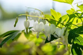 Dicentra spectabilis 'Alba' (Gebroken hartje 'Alba') - afbeelding 8
