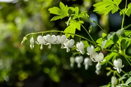 Dicentra spectabilis 'Alba' (Gebroken hartje 'Alba') - afbeelding 10