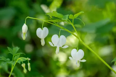 Dicentra spectabilis 'Alba' (Gebroken hartje 'Alba') - afbeelding 11