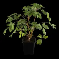 Dicentra Spectabilis (Gebroken hartje) - afbeelding 3