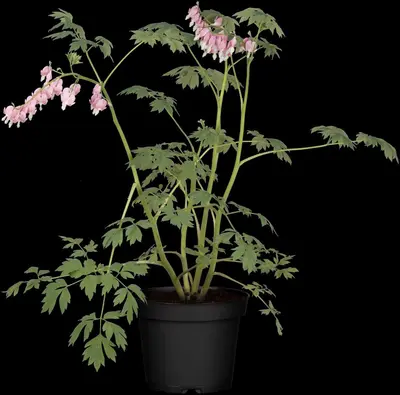 Dicentra Spectabilis (Gebroken hartje) - afbeelding 21