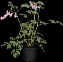 Dicentra Spectabilis (Gebroken hartje) - afbeelding 21