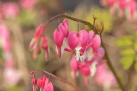 Dicentra Spectabilis (Gebroken hartje) - afbeelding 24