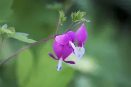 Dicentra Spectabilis (Gebroken hartje) - afbeelding 4