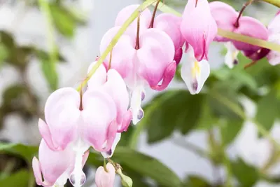 Dicentra Spectabilis (Gebroken hartje) - afbeelding 10