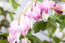 Dicentra Spectabilis (Gebroken hartje) - afbeelding 10