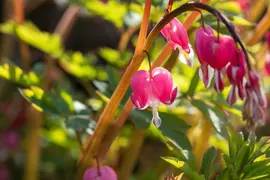 Dicentra Spectabilis (Gebroken hartje) - afbeelding 25