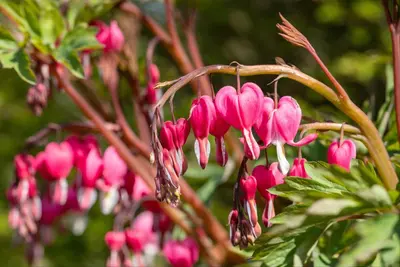 Dicentra Spectabilis (Gebroken hartje) - afbeelding 26