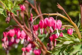 Dicentra Spectabilis (Gebroken hartje) - afbeelding 26