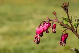 Dicentra Spectabilis (Gebroken hartje) - afbeelding 27