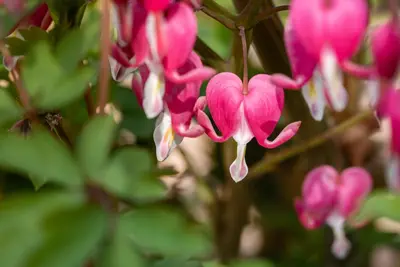 Dicentra Spectabilis (Gebroken hartje) - afbeelding 29