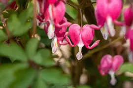 Dicentra Spectabilis (Gebroken hartje) - afbeelding 29
