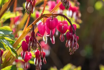 Dicentra Spectabilis (Gebroken hartje) - afbeelding 30