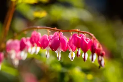 Dicentra Spectabilis (Gebroken hartje) - afbeelding 31