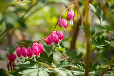 Dicentra Spectabilis (Gebroken hartje) - afbeelding 33