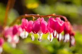 Dicentra Spectabilis (Gebroken hartje) - afbeelding 34