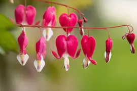 Dicentra Spectabilis (Gebroken hartje) - afbeelding 35