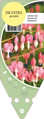 Dicentra Spectabilis (Gebroken hartje) - afbeelding 1