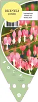 Dicentra Spectabilis (Gebroken hartje) - afbeelding 1
