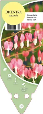 Dicentra Spectabilis (Gebroken hartje) - afbeelding 1