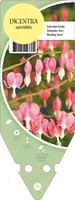 Dicentra Spectabilis (Gebroken hartje) - afbeelding 1