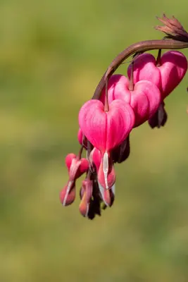 Dicentra Spectabilis (Gebroken hartje) - afbeelding 28