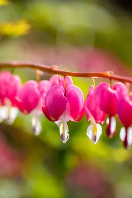 Dicentra Spectabilis (Gebroken hartje) - afbeelding 32