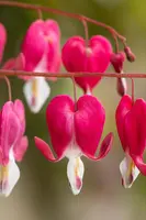 Dicentra Spectabilis (Gebroken hartje) - afbeelding 36