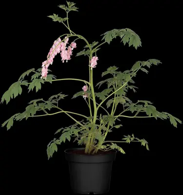 Dicentra Spectabilis (Gebroken hartje) - afbeelding 22