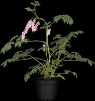 Dicentra Spectabilis (Gebroken hartje) - afbeelding 22