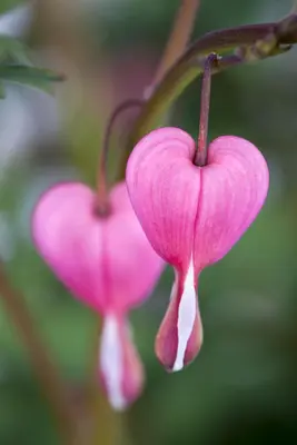 Dicentra spectabilis, rosa (Gebroken hartje) - afbeelding 2
