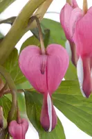 Dicentra spectabilis, rosa (Gebroken hartje) - afbeelding 4