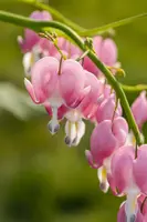 Dicentra spectabilis, rosa (Gebroken hartje) - afbeelding 12