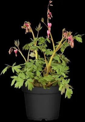 Dicentra spectabilis, rosa (Gebroken hartje) - afbeelding 1