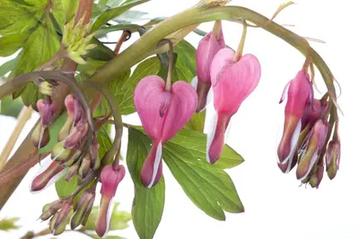 Dicentra spectabilis, rosa (Gebroken hartje) - afbeelding 3