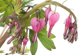 Dicentra spectabilis, rosa (Gebroken hartje) - afbeelding 3